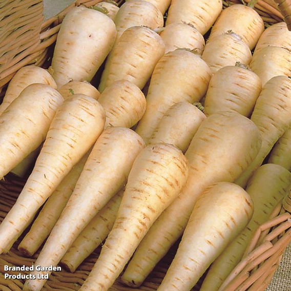 Parsnip F1 'Albion' - Seeds