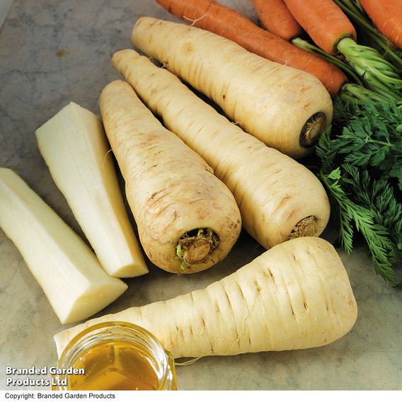 Parsnip F1 'Albion' - Seeds
