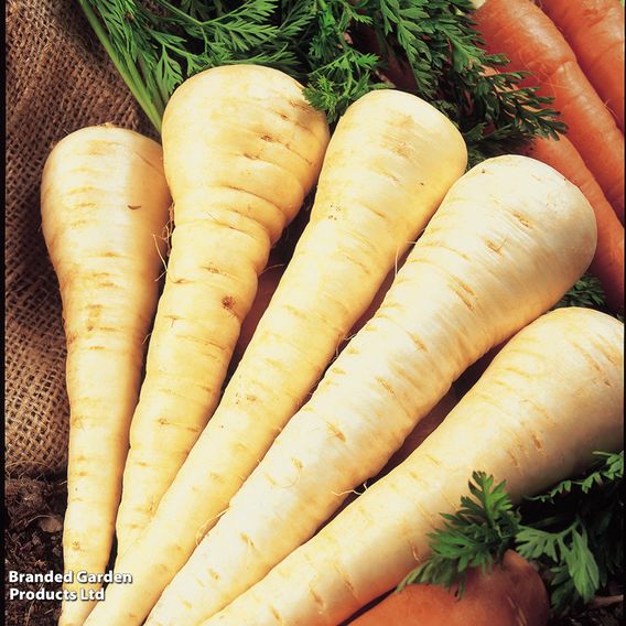 Parsnip F1 'Gladiator' - Seeds