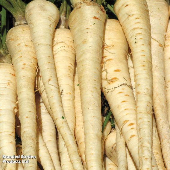 Parsnip F1 'Gladiator' - Seeds