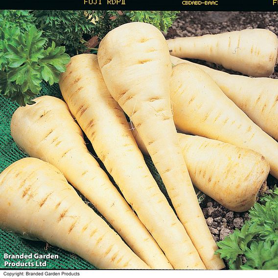 Parsnip F1 'Gladiator' - Seeds