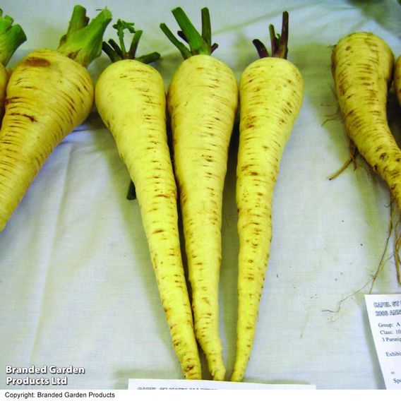 Parsnip F1 'Gladiator' - Seeds