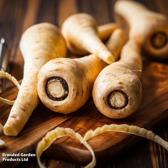 Parsnip F1 'Panorama' - Seeds