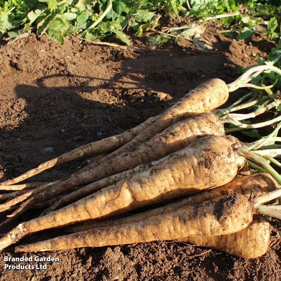 Parsnip F1 'Panorama' - Seeds