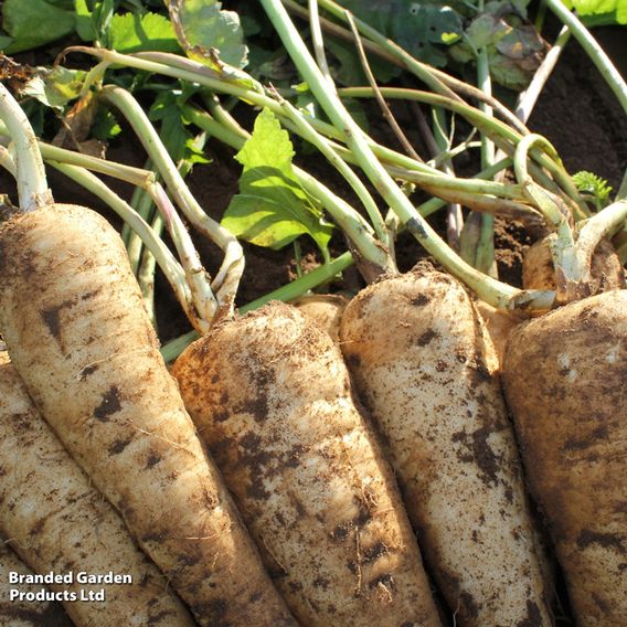 Parsnip F1 'Panorama' - Seeds