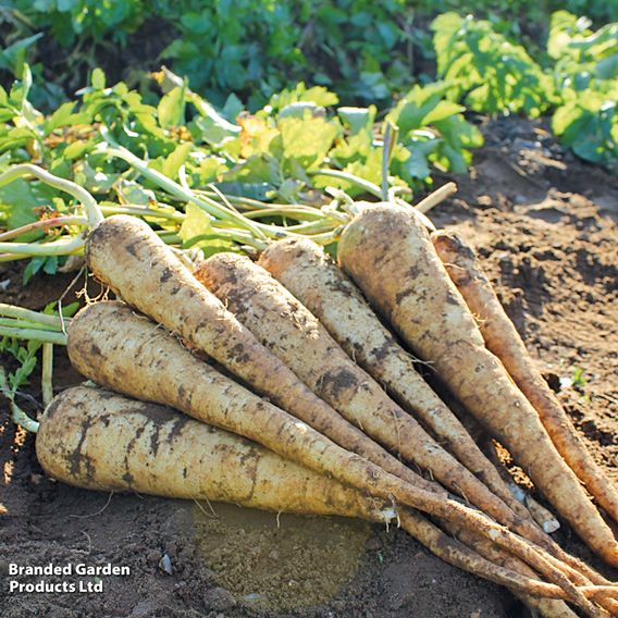 Parsnip F1 'Panorama' - Seeds