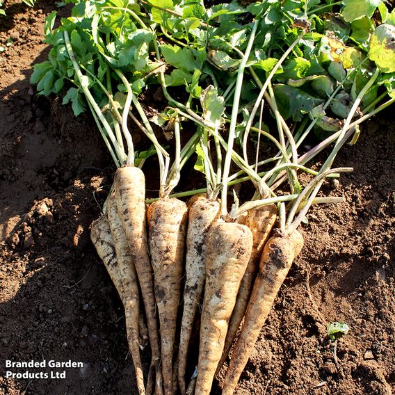 Parsnip F1 'Panorama' - Seeds