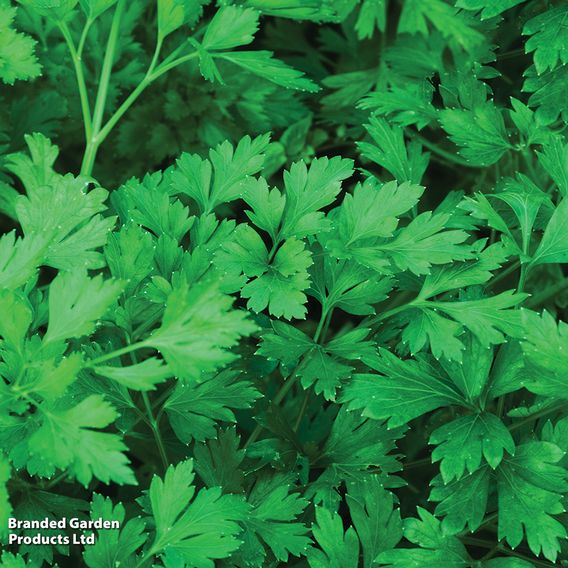Parsley 'Plain Leaved 2' - Seeds for Predators