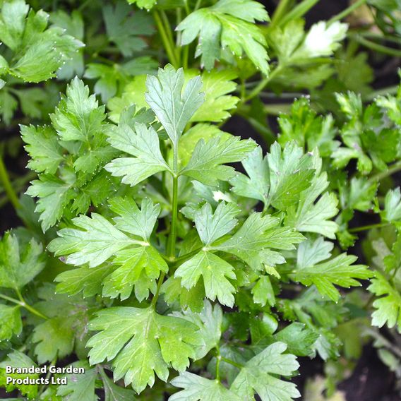 Parsley 'Plain Leaved 2' - Seeds for Predators