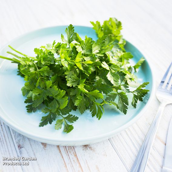 Parsley 'Plain Leaved 2' - Seeds