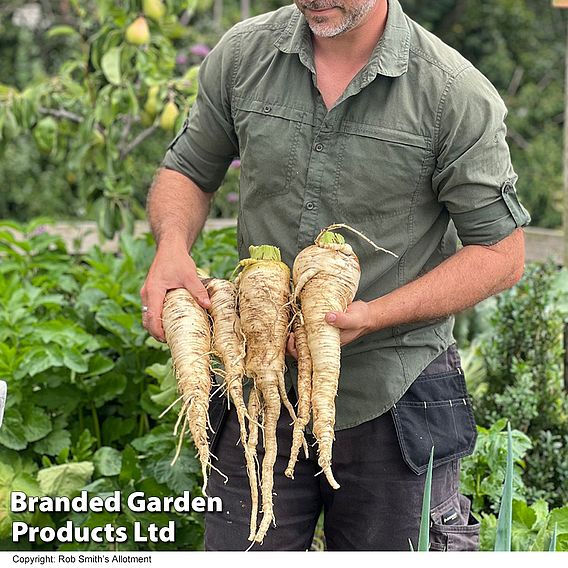 Parsnip 'Sabre' F1 - Seeds