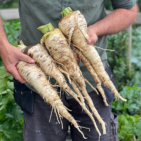 Parsnip 'Sabre' F1 - Seeds