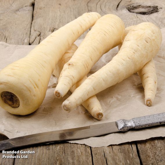Parsnip 'Tender and True' - Organic Seeds