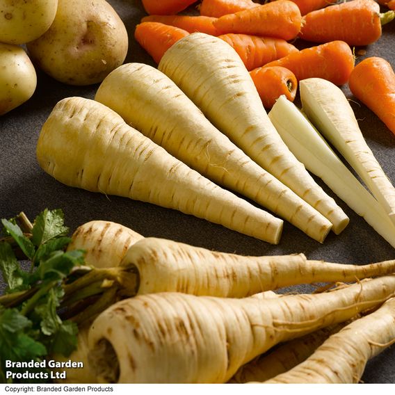 Parsnip 'Tender and True' - Organic Seeds