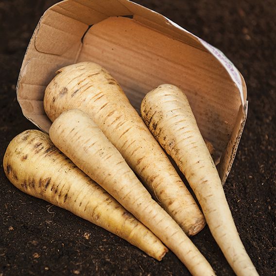 Parsnip 'Tender and True' - Seeds