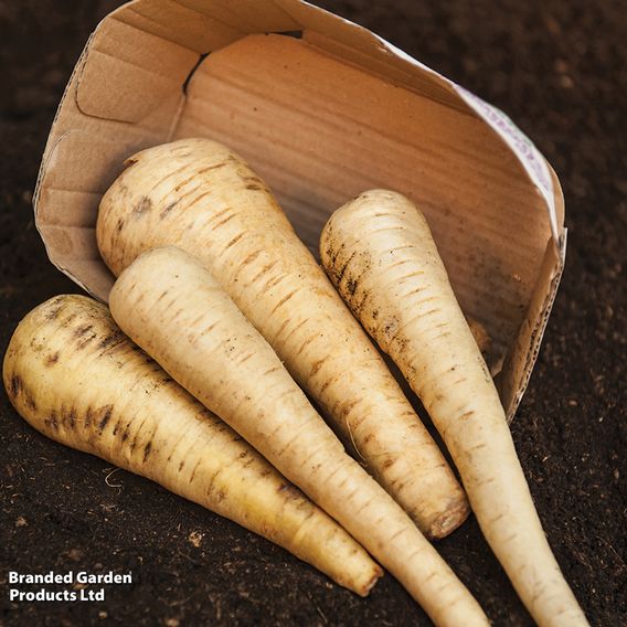 Parsnip 'Tender and True' - Organic Seeds