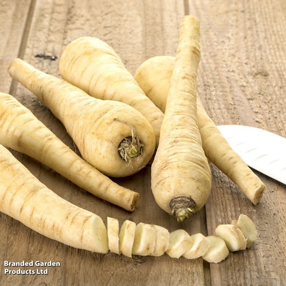Parsnip 'Tender and True' - Organic Seeds