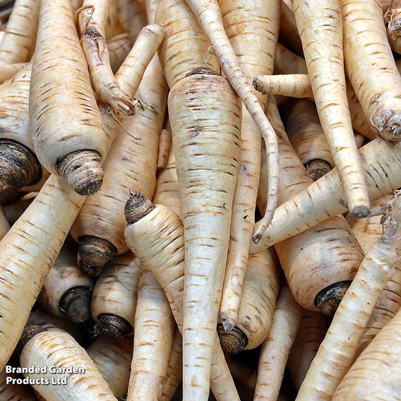 Parsnip 'Warrior' F1 - Seeds