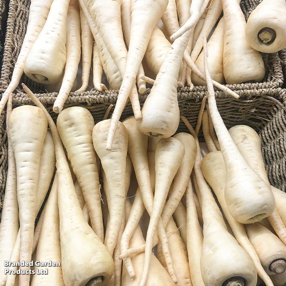 Parsnip 'White Gem' - Seeds