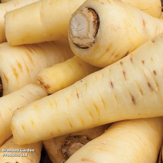 Parsnip 'White Gem' - Seeds