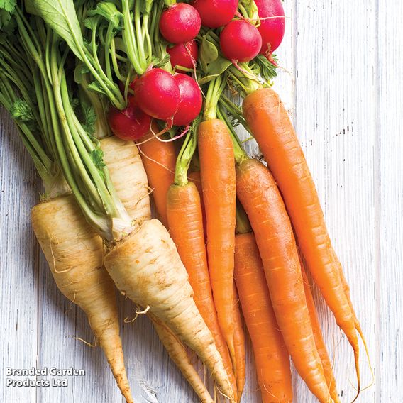 Parsnip 'White Gem' - Seeds