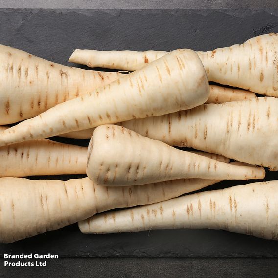 Parsnip 'White Gem' - Seeds