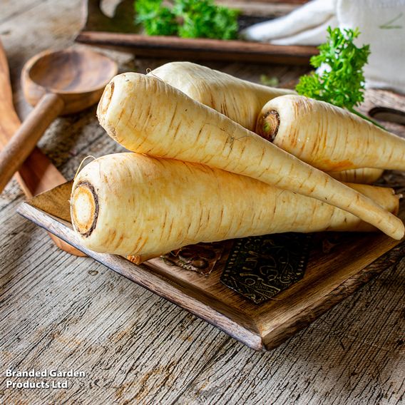 Parsnip 'White Gem' - Seeds