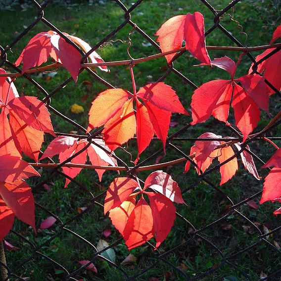 Parthenocissus quinquefolia 'Engelmannii'