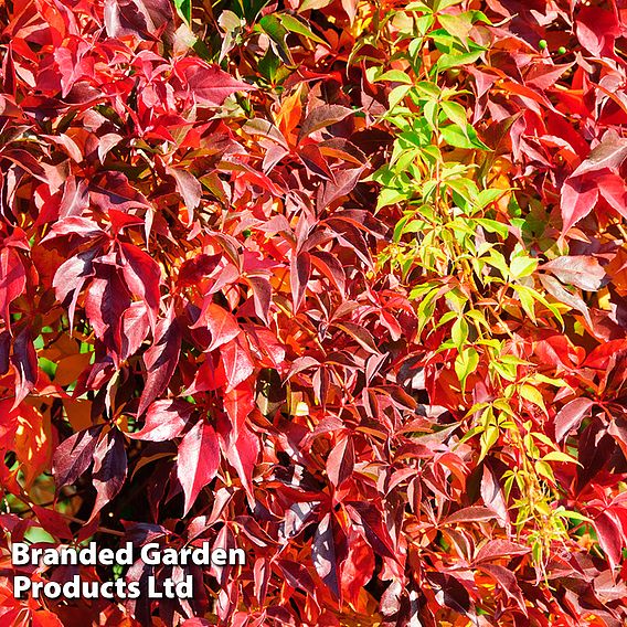 Parthenocissus quinquefolia 'Engelmannii'