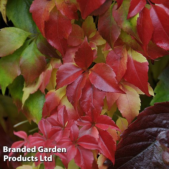 Parthenocissus quinquefolia