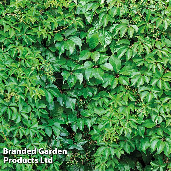 Parthenocissus quinquefolia