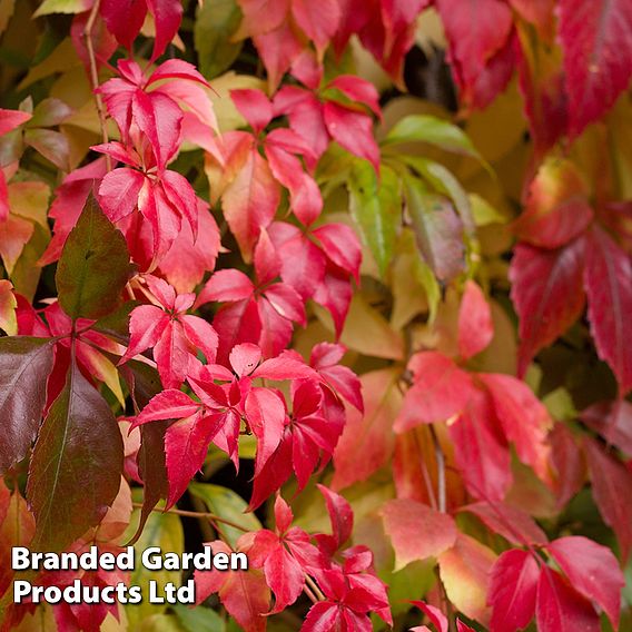 Parthenocissus quinquefolia