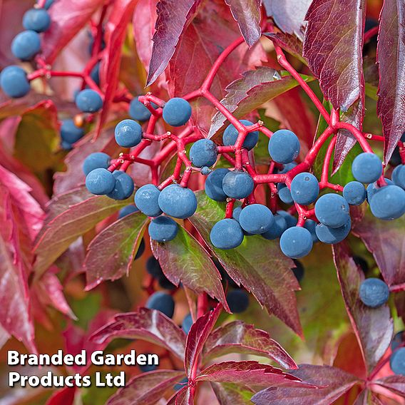 Parthenocissus quinquefolia