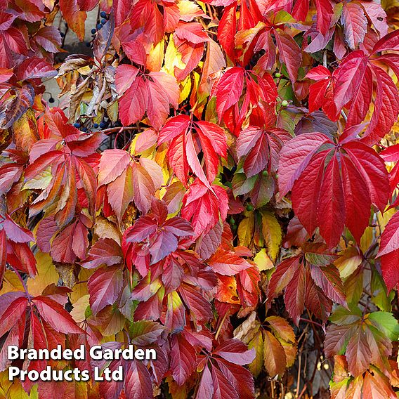 Parthenocissus quinquefolia