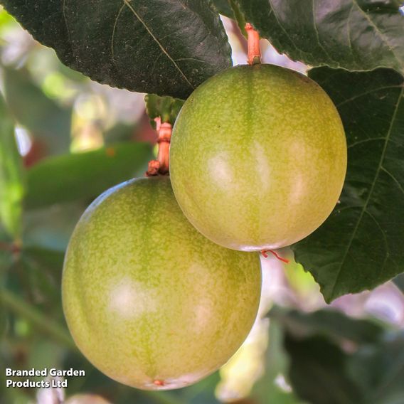 Passiflora 'Cooltropics Snowstar®'