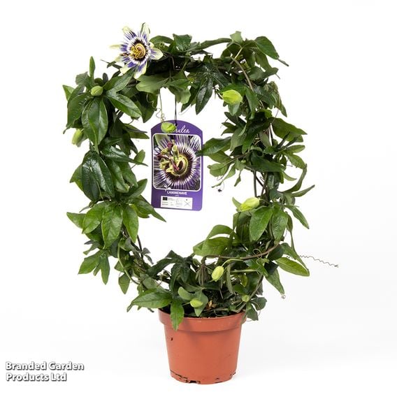 Passiflora on Hoop Mix