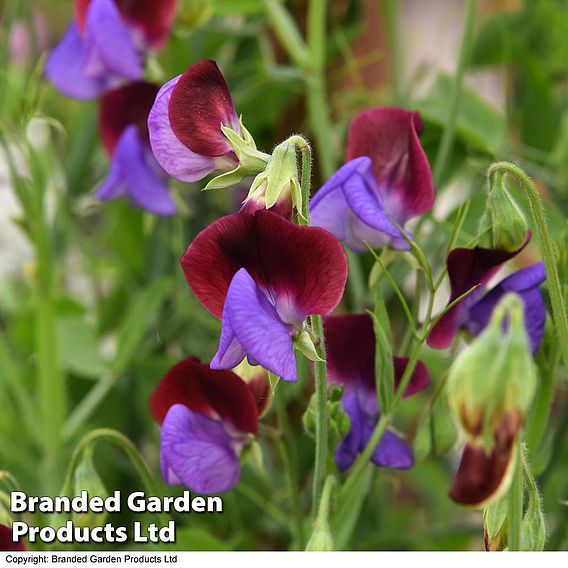 Sweet Pea 'Matucana'