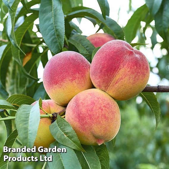 Peach Tree - Avalon Pride®