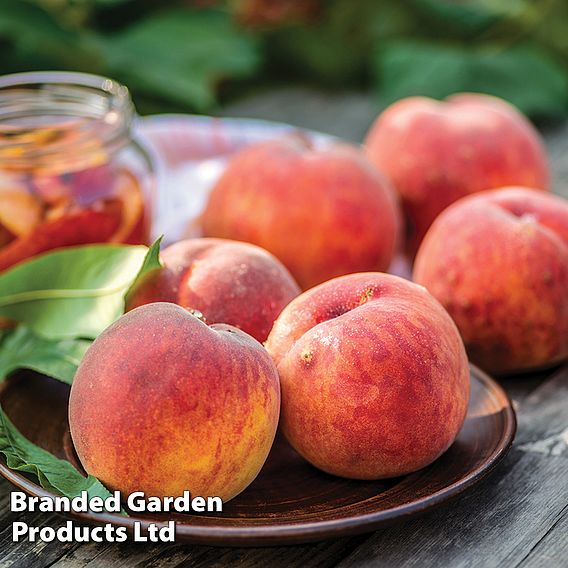 Peach Tree - Avalon Pride®