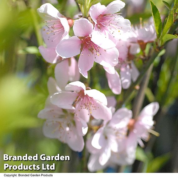 Peach 'Ice Peach' (Dwarf Patio Peach)