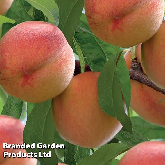 Peach 'Red Peachy'