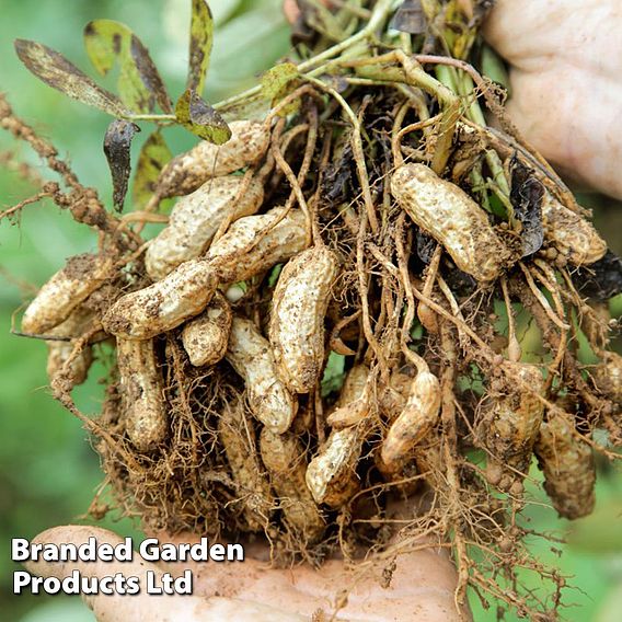Peanut 'Mandala'