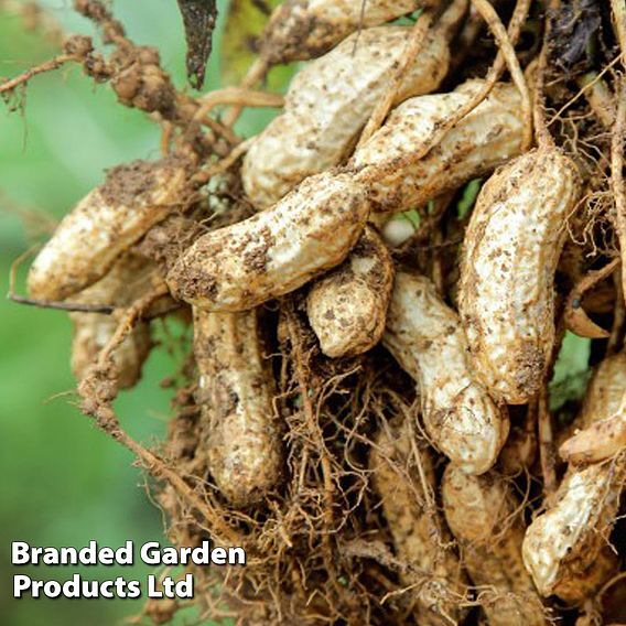 Peanut 'Mandala'