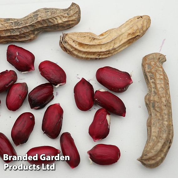 Peanut 'Mandala'