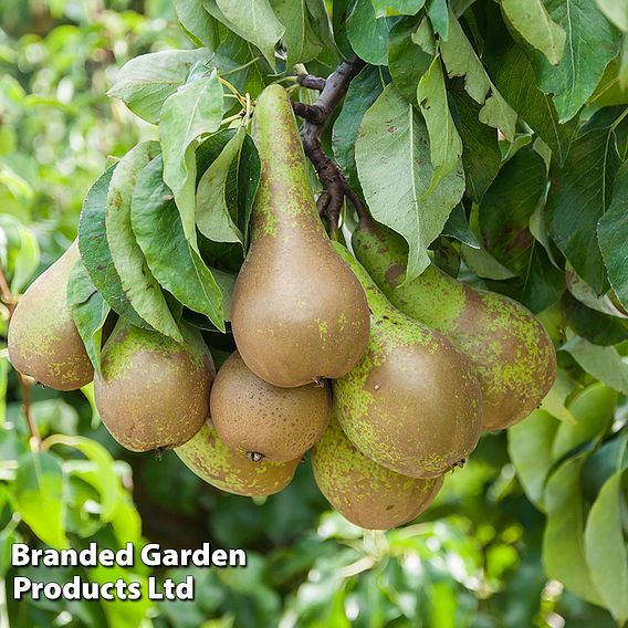 Pear 'Wonder Tree Conference' (Patio Pear)