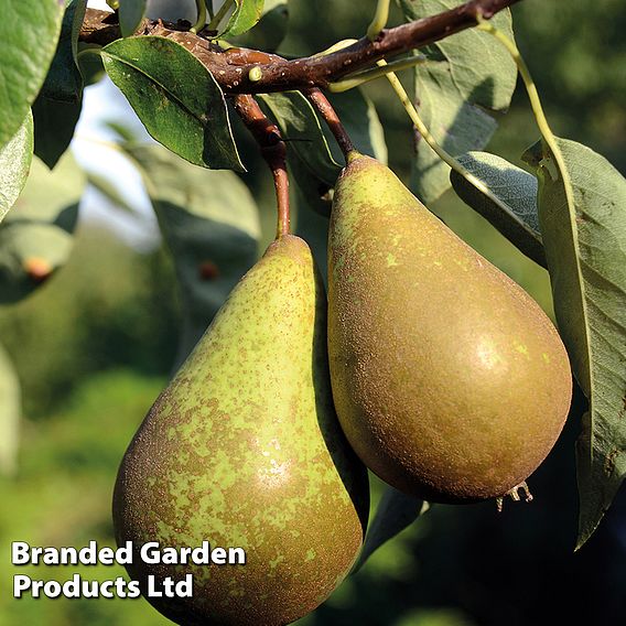 Pear 'Wonder Tree Doyenne du Comice' (Patio Pear)