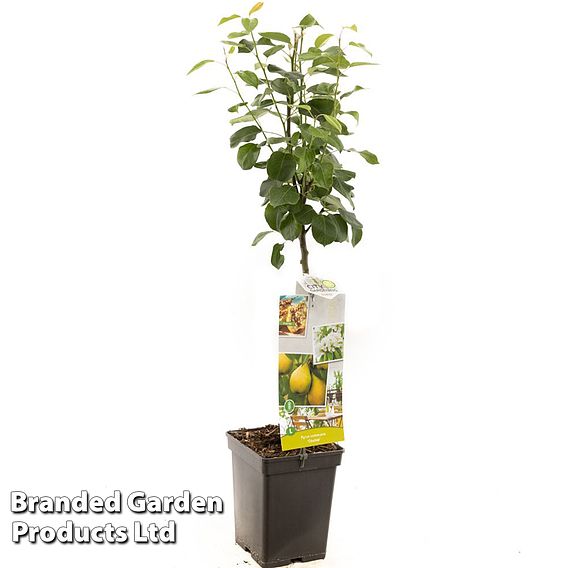 Pear 'Obelisk Column'