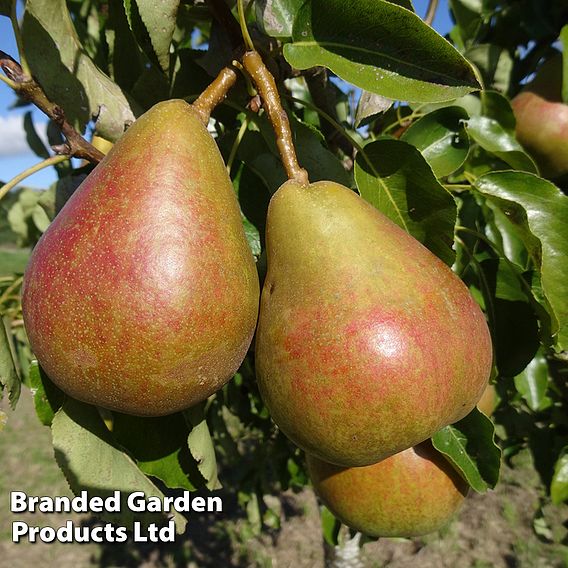 Pear 'Onward'