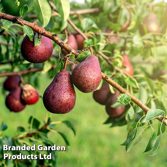 Pear 'Red William'