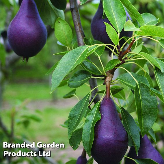 Pear 'Red William'